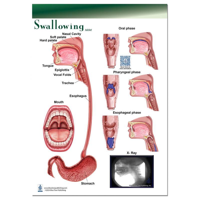Swallowing Tablet-1 Tablet