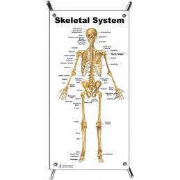 Skeletal System Small Poster with stand