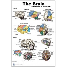 Brain External and Internal Medium Poster