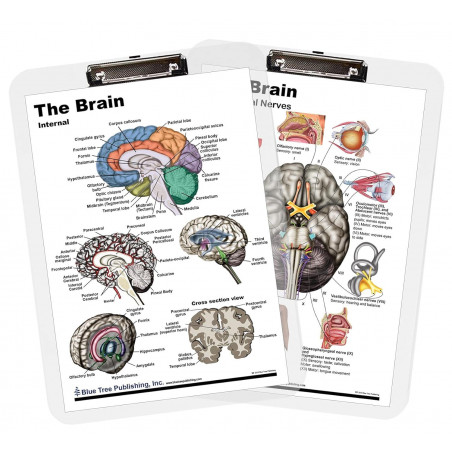Brain CN Pathways External Internal 2 Clipboard Set