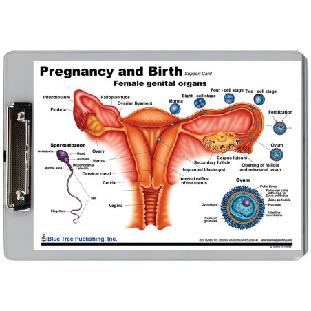 Pregnancy and Birth Clipboard
