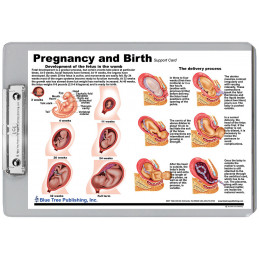 Pregnancy and Birth Clipboard