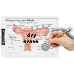 Pregnancy and Birth Clipboard