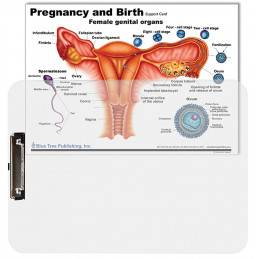 Pregnancy and Birth Clipboard