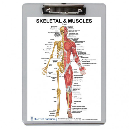 Skeletal and Muscle Clipboard