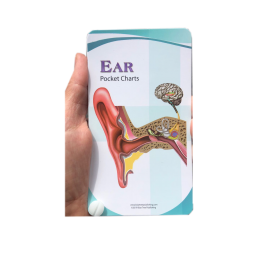 Ear Anatomy Pocket Charts