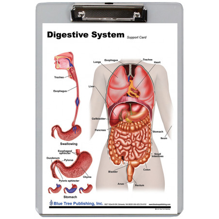 Digestive Clipboard