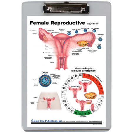 Female Reproductive Clipboard