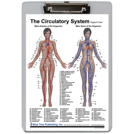 Circulatory System and Heart Clipboard