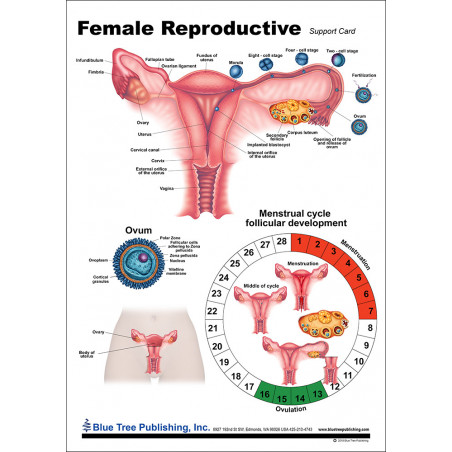 Female Reproductive Anatomical Chart