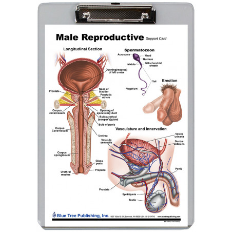 Male Reproductive Clipboard