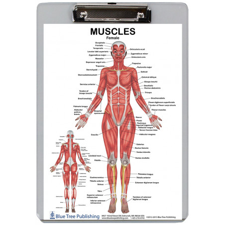 Muscle Female Male 2 Clipboard