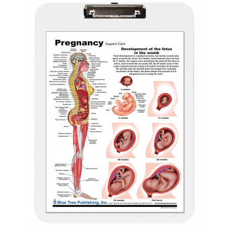 Pregnancy Clipboard