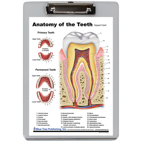 Anatomy of the Teeth Clipboard