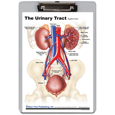 Urinary Tract Clipboard