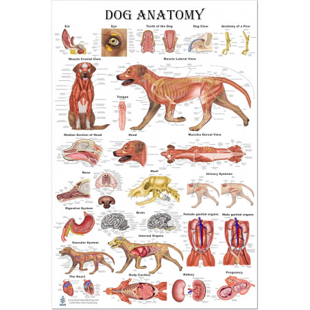 Dog Anatomy Poster