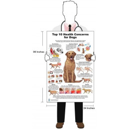 Dog 10 Health Concern,  Veterinary Physiology Canine Large Poster