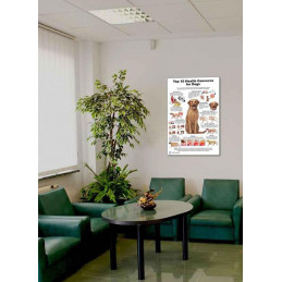 Dog 10 Health Concern,  Veterinary Physiology Canine Large Poster