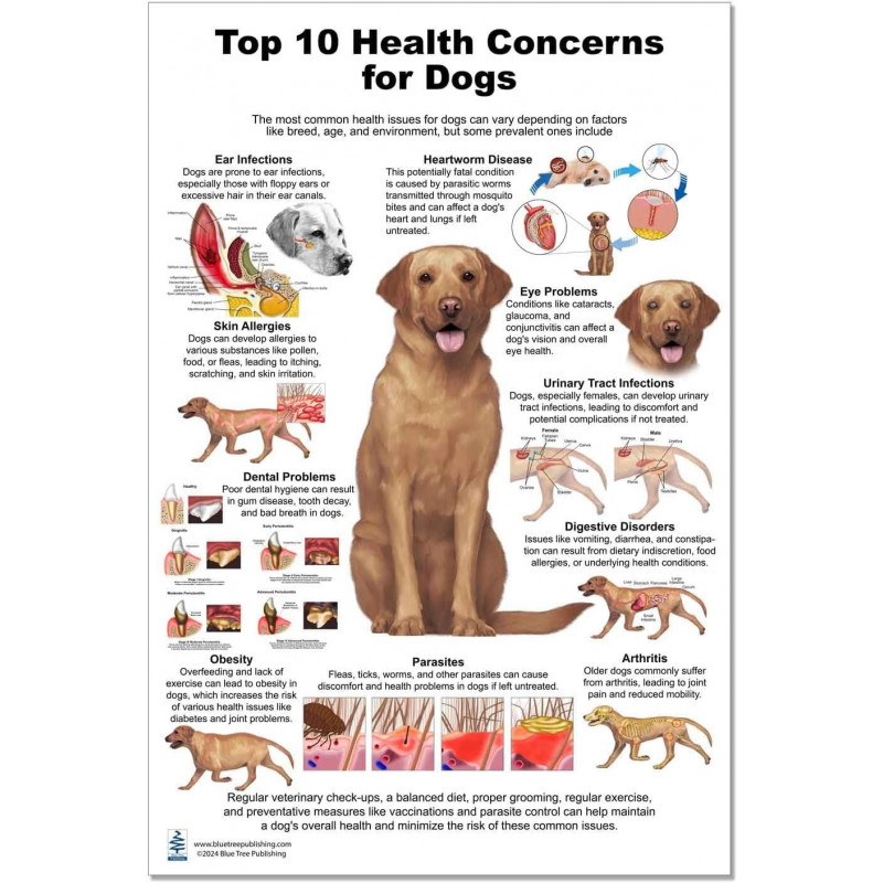 Dog 10 Health Concern,  Veterinary Physiology Canine Large Poster