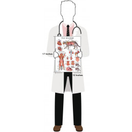 Cat Anatomy Poster Set Veterinary Anatomy, Anatomy & Veterinary Physiology Feline 2 Poster 12 x 17 - for Vet Nurses and Students