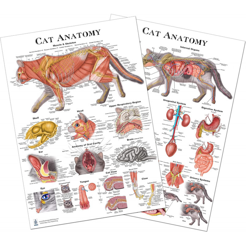 Cat Anatomy Poster Set Veterinary Anatomy, Anatomy & Veterinary Physiology Feline 2 Poster 12 x 17 - for Vet Nurses and Students