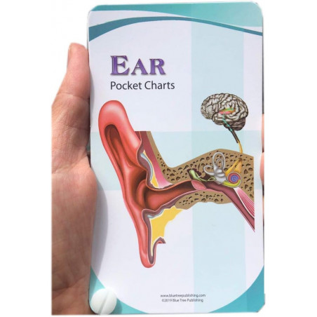 Ear Anatomy Pocket Charts