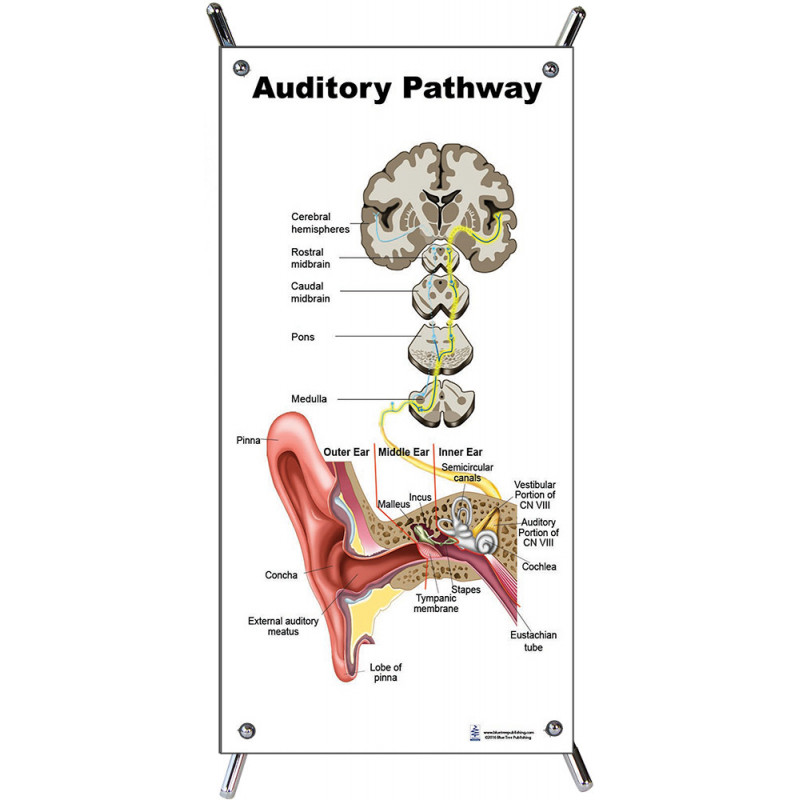 Auditory Pathway Small Poster