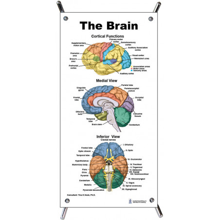 Brain Interior Small Poster