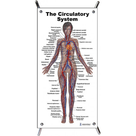 Circulatory Small Poster