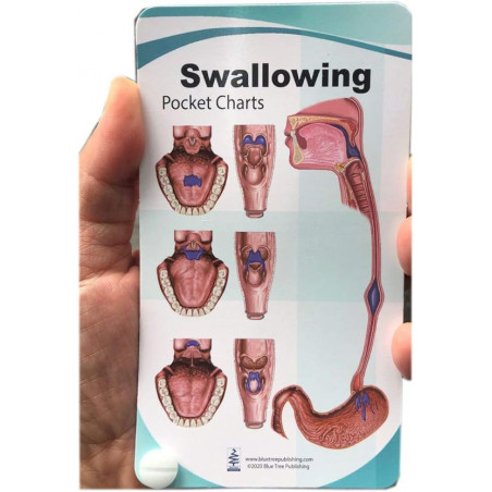 Swallowing Anatomy Pocket Charts