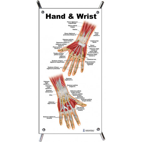 Hand and Wrist Small Poster