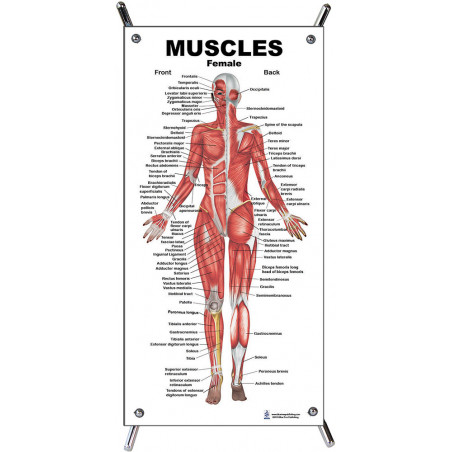 Muscles Female Small Poster
