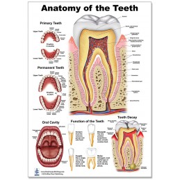 Teeth Anatomy Large Poster