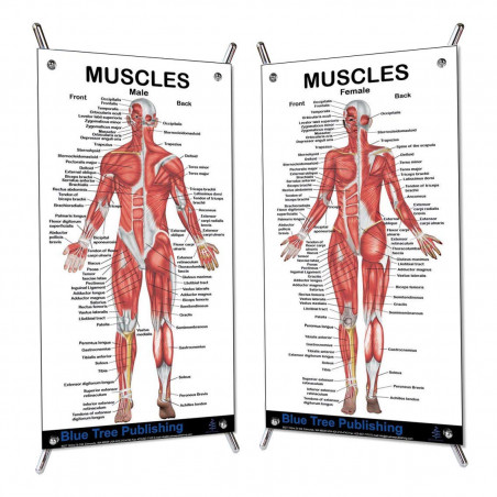 Muscles Female Male Small Poster Set