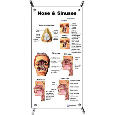 Nose and Sinuses Small Poster