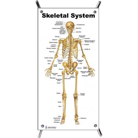 Skeletal System Small Poster