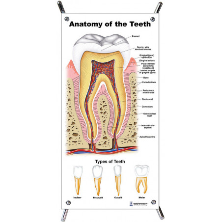Tooth Anatomy Small Poster