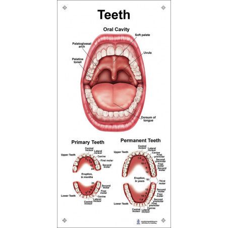 Teeth and Oral Cavity Small Poster