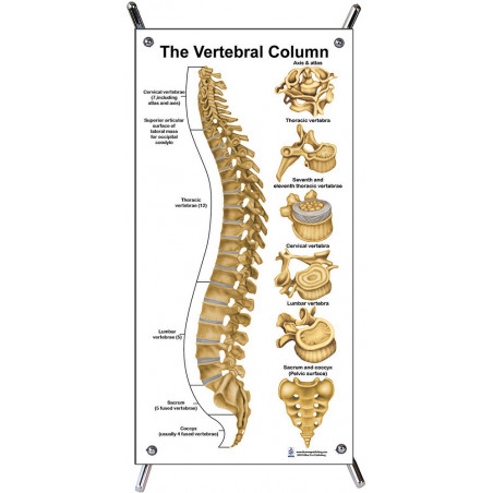 Vertebral Column Small Poster