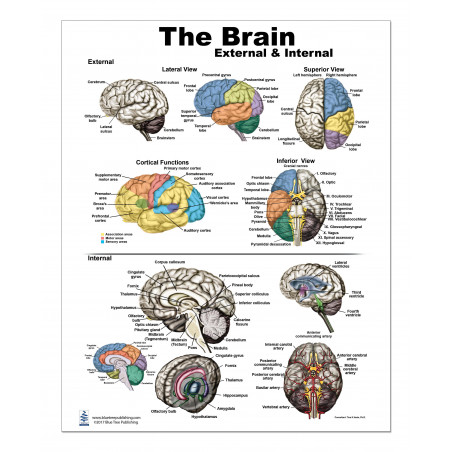 Brain External and Internal Medium Poster