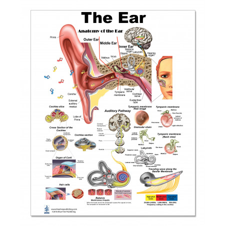 Ear Medium Poster