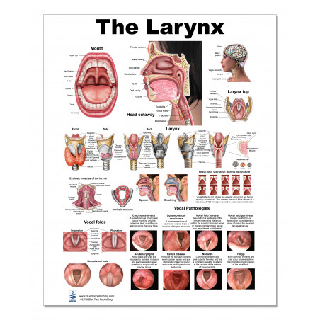 Larynx Medium Poster