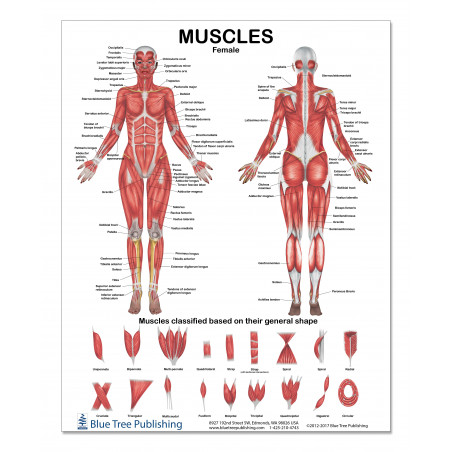 Muscles Female 2 View Medium Poster