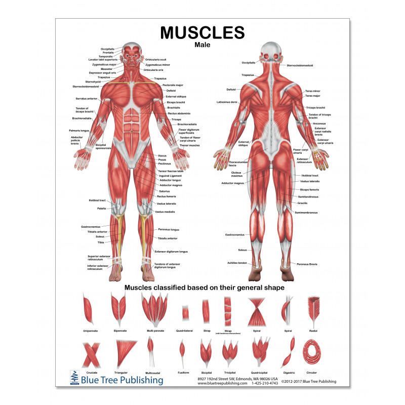 Muscles Male 2 View Meduim Poster Muscles Male 2 View Meduim Poster