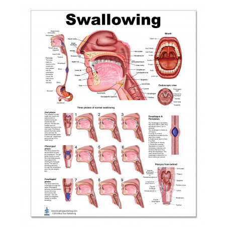 Swallowing Medium Poster