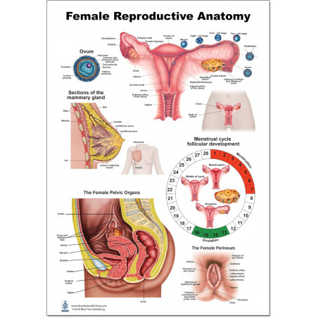 Female Reproductive Anatomy Medium Poster