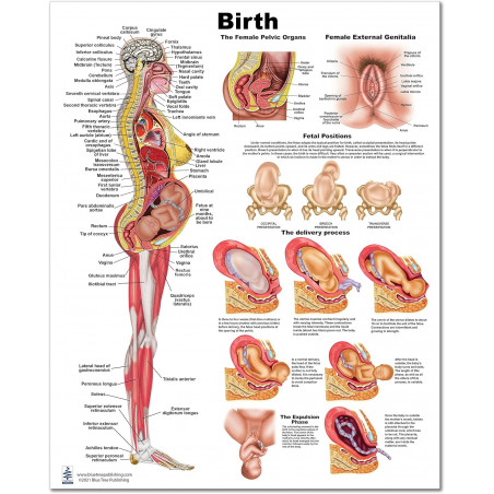 Birth Medium Poster
