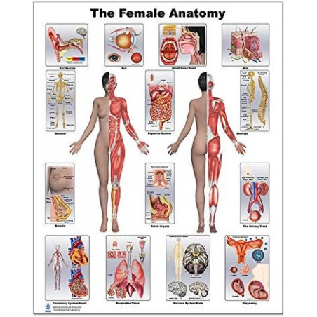 Female Anatomy Medium Poster