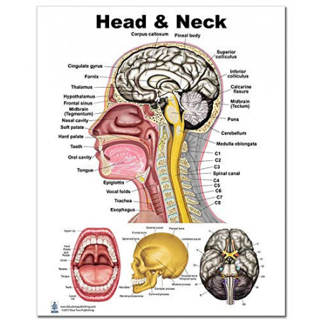 Head and Neck Medium Poster