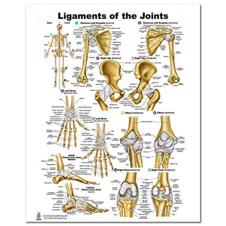 Ligaments of the Joints Medium Poster